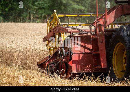 Mähdrescher bei der Arbeit auf Weizenfeld, detaillierte Darstellung der Schneidleiste. Stockfoto