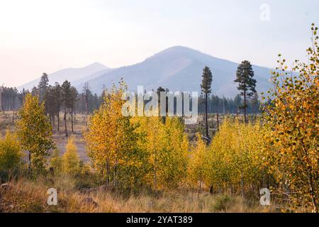 Gelbe Aspenblätter wenden sich in der Nähe der Kachina Peaks Wilderness im Norden Arizonas Stockfoto