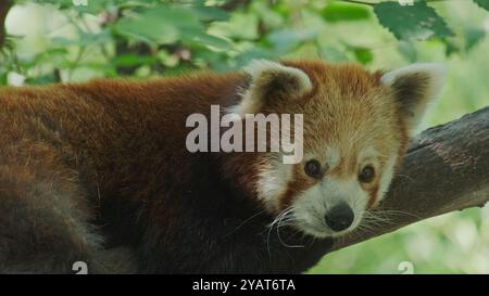 Red panda am Baum Stockfoto