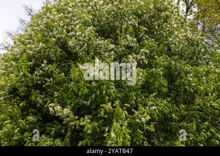 Ein blühender Vogelkirschbaum bei windigem bewölktem Wetter, ein Baum, der mit weißen Blüten bei bewölktem Wetter blüht Stockfoto