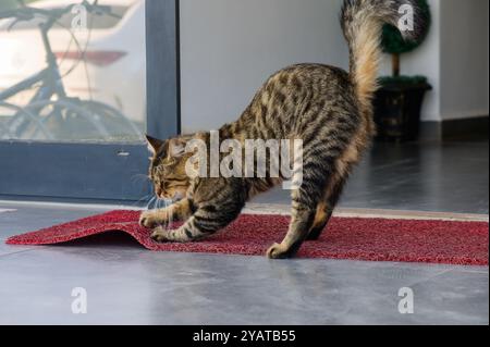 Eine neugierige Tabbykatze streckt ihre Gliedmaßen vor Freude auf einer leuchtend roten Matte und badet in der warmen Nachmittagssonne, die den stilvollen Raum durchflutet. Stockfoto