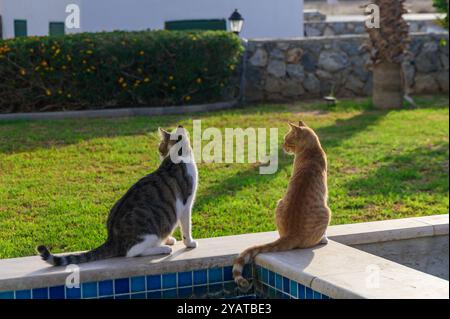 Zwei Katzen sitzen nebeneinander am Pool und genießen im sonnendurchfluteten Garten eine ruhige Atmosphäre. Ihre Augen richten sich auf die lebhafte Umgebung und schaffen so eine ruhige Atmosphäre Stockfoto