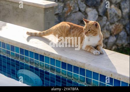 Eine orangene Katze ruht gemütlich am Rand eines leuchtend blauen Pools und sonnt sich im Sonnenlicht, während sie von einer Kulisse aus Steinen umgeben ist. Die Atmosphäre strahlt aus Stockfoto