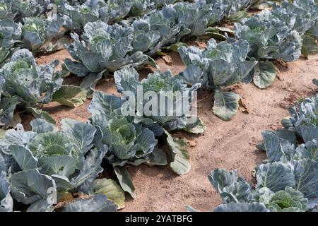 Eine große Anzahl von Kohlköpfen im Feld Stockfoto