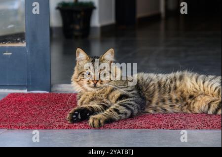 Eine Tabby-Katze liegt bequem auf einer roten Matte am Eingang eines Heims, saugt die Sonne auf und genießt einen friedlichen Nachmittag in einer ruhigen Umgebung. Stockfoto