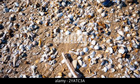 Seashells on the sandy beach. Stockfoto