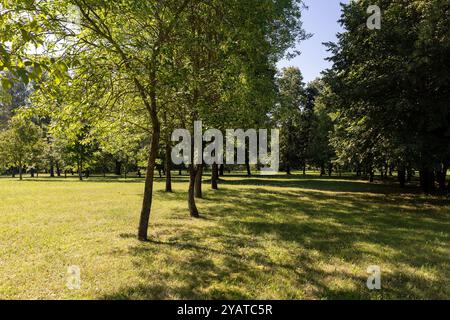 Bäume, die im Park wachsen, verschiedene Laubbäume in einem Mischpark Stockfoto