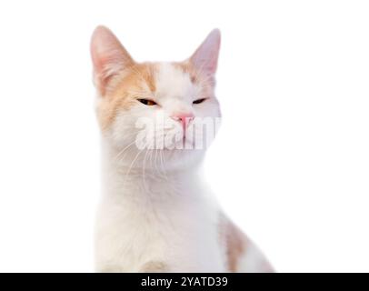 Eine häusliche Kurzhaarkatze mit weißen und bunten Tabby-Markierungen, die ihre Augen kneifen Stockfoto