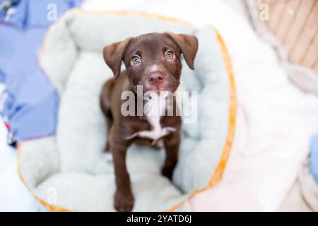 Ein süßer junger Retriever x Pit Bull Terrier Welpe, der auf einem Haustierbett sitzt und aufblickt Stockfoto