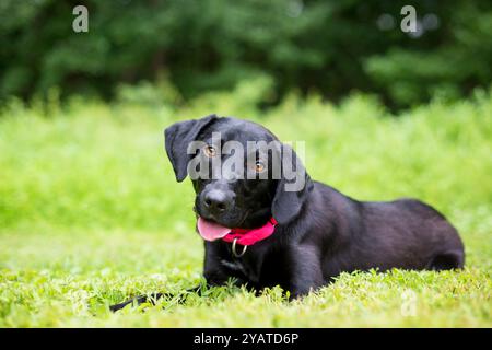 Ein junger schwarzer Labrador-Retriever-Hund, der mit einem fröhlichen Ausdruck im Gras liegt Stockfoto