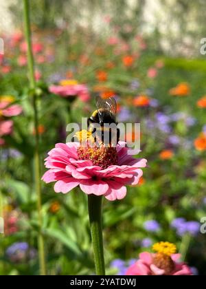 Hummel isst Nektar auf einer hellrosa Blume Stockfoto