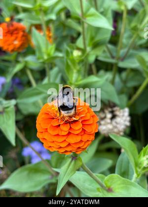 Hummel auf Orangenblüte im Garten Stockfoto