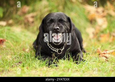 Bezaubernder Labrador Retriever Hund, der auf grünem Gras liegt Stockfoto