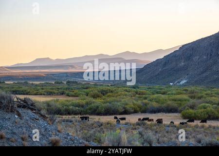 Rinder weiden im offenen Gelände entlang des Salmon Falls Creek im Great Basin südlich von Jackpot, Nevada Stockfoto