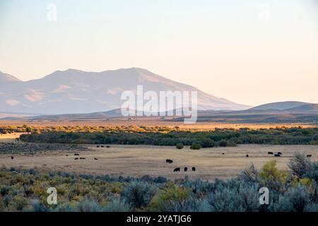 Rinder weiden im offenen Gelände entlang des Salmon Falls Creek im Great Basin südlich von Jackpot, Nevada Stockfoto