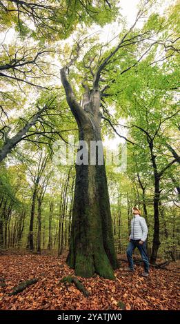 Naturliebender Mann, der im frühen Herbst in einem malerischen Wald auf das Baldachin einer hohen alten Buche blickt Stockfoto