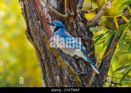 Farbenfroher Blauer Jay (Cyanocitta cristata), im schmalblättrigen Cottonwood-Baum, Douglas County, Castle Rock, Colorado USA. Foto im September. Stockfoto