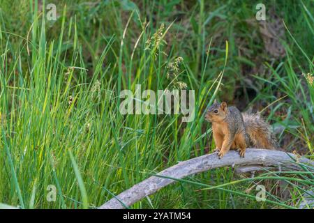 Eastern Fox Squirrel (Sciurus niger), im Frühsommer, Douglas County, Castle Rock Colorado USA. Foto im Juni. Stockfoto