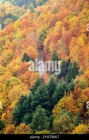 Aus der Vogelperspektive der Straße, umgeben von Bäumen mit Blättern in verschiedenen Farben im Herbst in Serra da Estrela in Portugal. Stockfoto