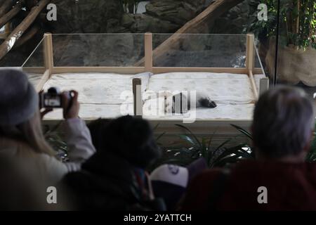 Berlin, Deutschland. Oktober 2024. Besucher beobachten ein Riesenpandabub im Zoo Berlin, Deutschland, 15. Oktober 2024. Die neuesten Bewohner des Zoos, ein Ende August geborenes Paar Pandabeschwestern, feierten ihr lang ersehntes Debüt am Dienstag und werden ab Mittwoch die Öffentlichkeit begrüßen. Quelle: Du Zheyu/Xinhua/Alamy Live News Stockfoto