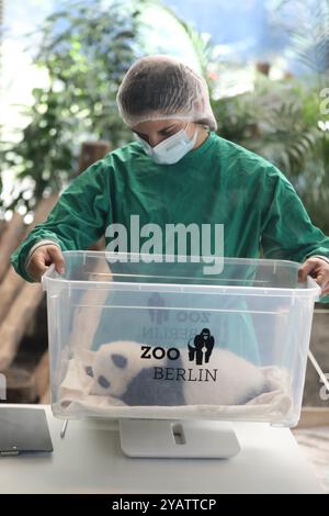 Berlin, Deutschland. Oktober 2024. Ein Mitarbeiter bereitet sich darauf vor, ein riesiges Pandabuhn am 15. Oktober 2024 in sein Gehege im Zoo Berlin in Berlin zu bringen. Die neuesten Bewohner des Zoos, ein Ende August geborenes Paar Pandabeschwestern, feierten ihr lang ersehntes Debüt am Dienstag und werden ab Mittwoch die Öffentlichkeit begrüßen. Quelle: Du Zheyu/Xinhua/Alamy Live News Stockfoto