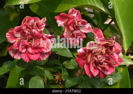 Drei Rosen Blüten, Pa Maet, Phrae, Thailand Drei Rosen Blüten, Pa Maet, Phrae, Thailand Stockfoto