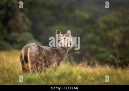 Sambar Doe im Regen Stockfoto