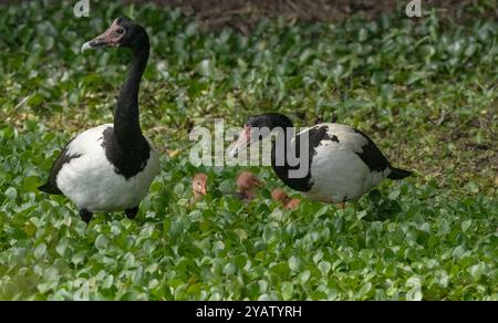 Magpie Goose (Anseranus semipalmata) junge Gänsefamilie schwimmend in Queensland, Australien. Stockfoto