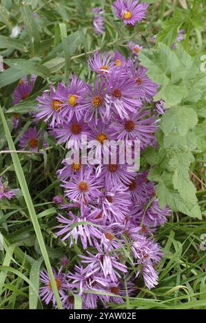 Clump of New England Aster Stockfoto
