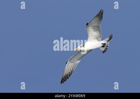 Kaspische Seeschwalbe, (Sterna bergii), (Thalasseus bergii), Unterfamilie der Seeschwalben, Flugfoto, Wadi Darbat, Salalah, Muscat, Oman, Asien Stockfoto