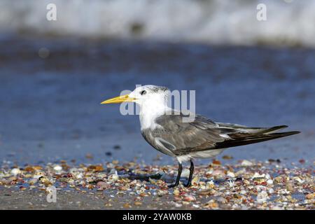 Kaspische Seeschwalbe, (Sterna bergii), (Thalasseus bergii), Unterfamilie der Seeschwalben, Wadi Darbat, Salalah, Muscat, Oman, Asien Stockfoto