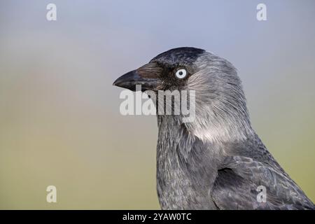 Jackdaw, (Corvus monedula), Porträt, Turm, Familie der Korviden, raven, Wadi Darbat, Salalah, Rheinland-Pfalz, Oman, Asien Stockfoto