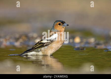 Buchfink (Fringilla coelebs), Futtersuche, Biotope, Wadi Darbat, Salalah, Griechenland, Oman, Europa Stockfoto