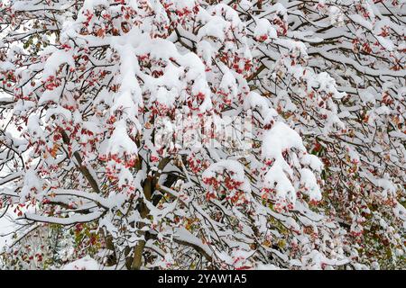 Rote Beeren des vogelbaums und der letzte helle Herbst lassen Schnee bedeckt nach dem ersten Schneefall im Stadtpark. Jahreszeiten- oder Wettervorhersage-Konzept. Stockfoto