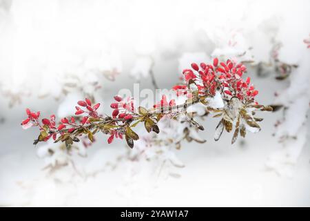 Rote Beeren von Berberitze schneebedeckt - weihnachtsdekoration aus der Nähe des Winterparks Stockfoto