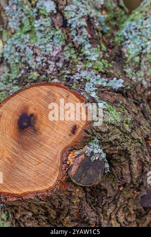 Abstraktes Bild eines Schnitthaufens entlang der Steveston Waterfront in British Columbia Stockfoto