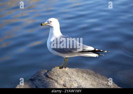 Ringschnabel-Möwe auf einem Felsen am Wasser Stockfoto