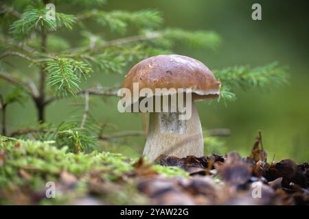 Ein detaillierter Blick auf einen Stachelpilz, der zwischen Moos und Laub in einer ruhigen Waldumgebung wächst. Ideal für Natur und kulinarische Interessen Stockfoto