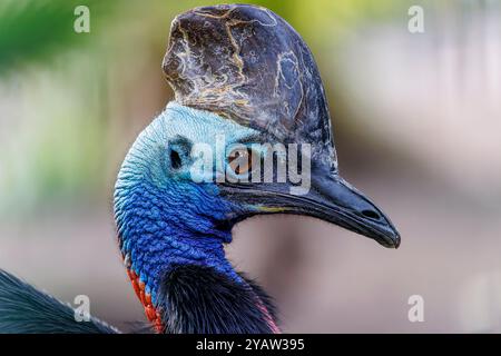 Nahaufnahme des Kopfes eines Südkassowary, eines Vogels aus dem Nordosten Australiens und Papua-Neuguineas Stockfoto