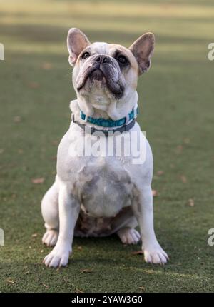 White and Tan Rattenfrenchie Female sitzt und blickt auf. Hundeschlittenpark in Nordkalifornien. Stockfoto