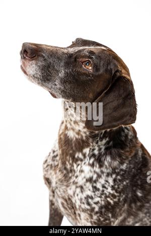 Deutscher Kurzhaarzeiger, Porträt des Kopfes. Ein wunderschöner brauner Hund schaut nach links. Porträt eines Hundes Kopf auf weißem Hintergrund. Stockfoto