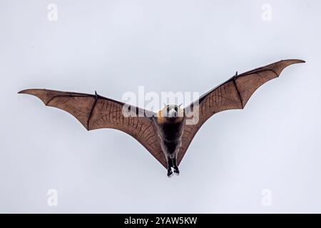 Australischer Graukopfflieger im Flug Stockfoto