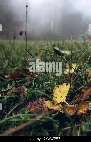 Nahaufnahme des Grases Stockfoto