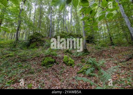 Eine üppige Waldszene mit moosbedeckten Felsen, Farnen und hohen Bäumen, die tagsüber in sanftem Licht getaucht sind Stockfoto