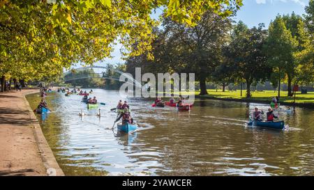 Bedford, England - 7. Oktober 2024: Eine Gruppe von Kanufahrern und stummen Schwänen im Herbst auf dem Fluss Great Ouse an der Hängebrücke in der Stadt Bed Stockfoto