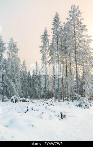 Clearcut in einem Wald mit Schnee und Frost in einem Wunderschöne Winterlandschaft Stockfoto