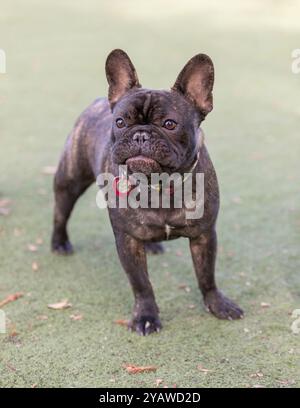 Expressive Brindle French Bulldog isoliert auf Grass. Hundeschlittenpark in Nordkalifornien. Stockfoto