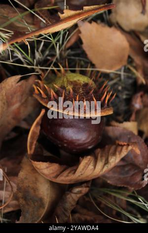 Eine Kastanie zwischen den Blättern sieht wie ein natürlicher Schatz aus, umgeben von einer warmen Palette herbstlicher Farben. Stockfoto