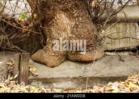 Ein Baum, der durch Beton wächst, ist ein eindrucksvolles Beispiel für die Stärke der Natur und ihre Fähigkeit, sich an extreme Bedingungen anzupassen. Stockfoto