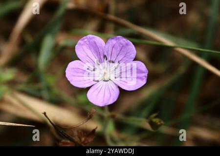 Eine rosafarbene Blume wirkt zart und romantisch mit ihren weichen Blütenblättern. Stockfoto